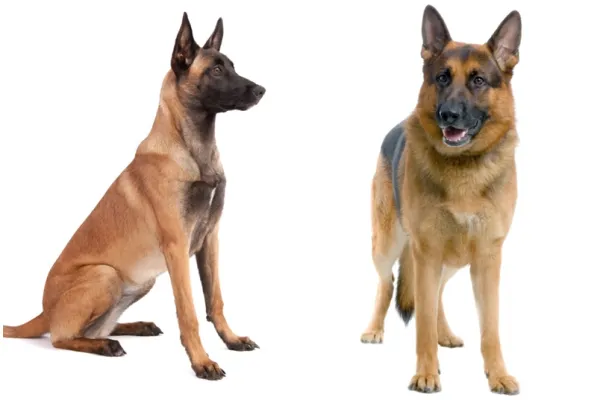 los malinois belgas son más grandes que los pastores alemanes