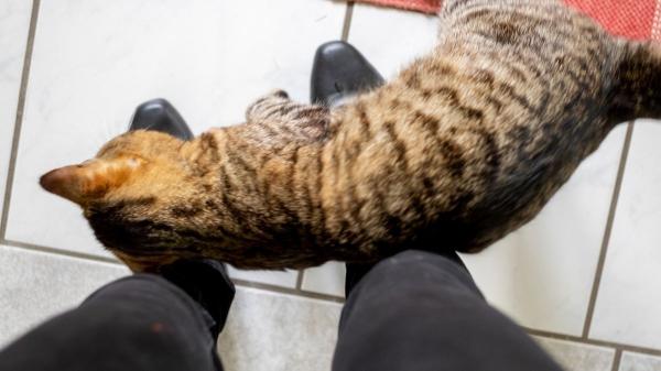 Si tu gato te da cabezazos, esto es lo que significa realmente (y dice mucho de vuestra relación) - La verdadera razón por la que tu gato te da cabezazos