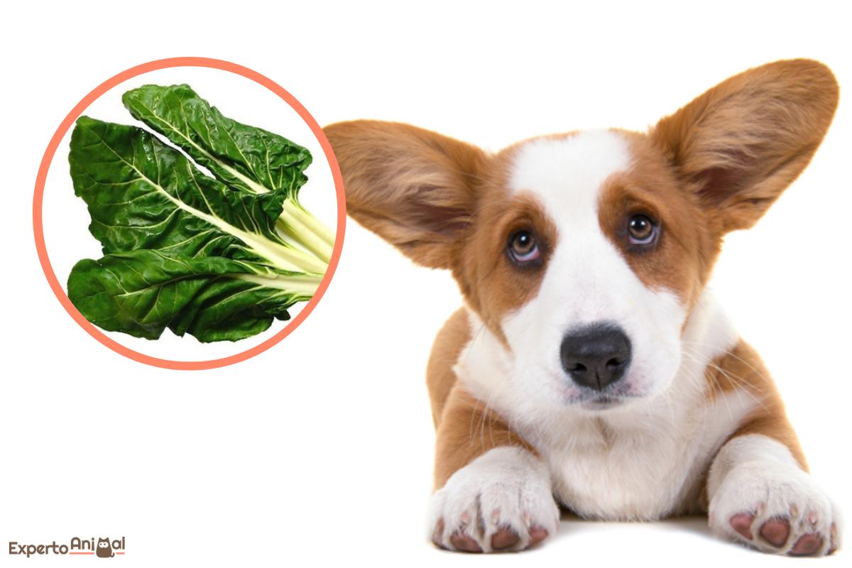 ¿Los perros pueden comer acelgas?