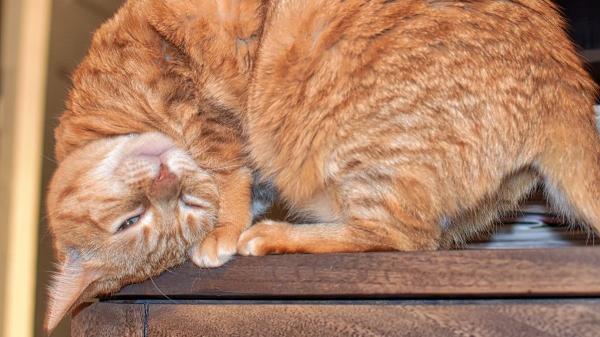 Si tu gato te da cabezazos, esto es lo que significa realmente (y dice mucho de vuestra relación) - Marcaje felino: así lo utiliza tu gato para sentirse seguro