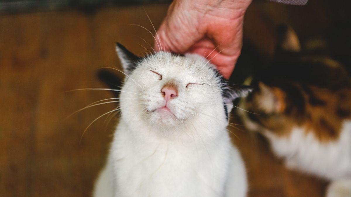 Si tu gato te da cabezazos, esto es lo que significa realmente (y dice mucho de vuestra relación)