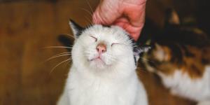 Si tu gato te da cabezazos, esto es lo que significa realmente (y dice mucho de vuestra relación)