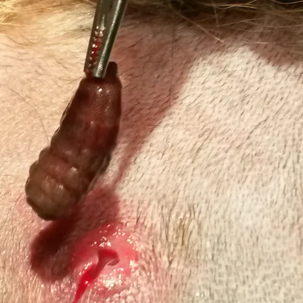 cómo se tratan los gusanos en los perros