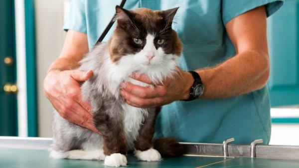 Hallazgo sorprendente: una grasa poco común en los riñones de los gatos domésticos podría explicar la enfermedad renal - Descubren una grasa única en los riñones de los gatos domésticos