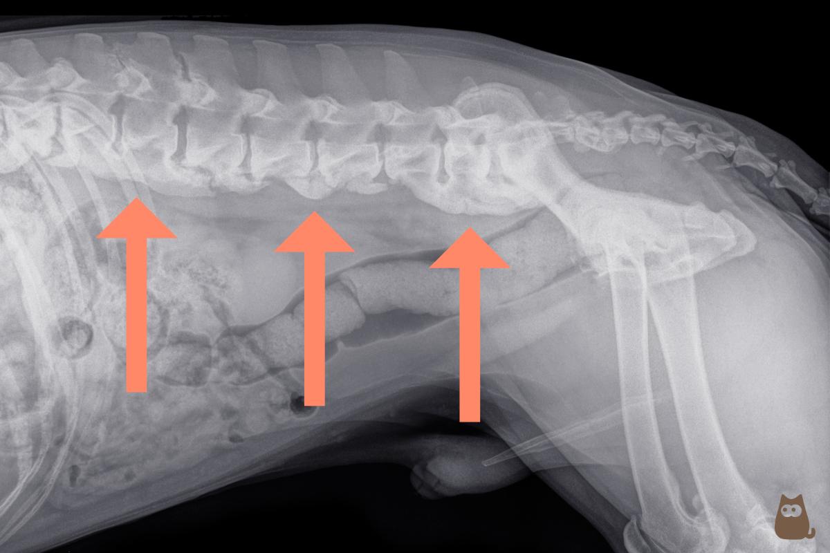 Espondilosis en perros - Síntomas y tratamiento