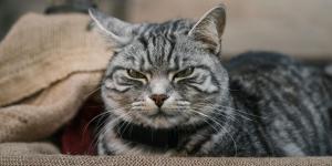 Hallazgo sorprendente: una grasa poco común en los riñones de los gatos domésticos podría explicar la enfermedad renal