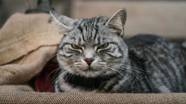 Hallazgo sorprendente: una grasa poco común en los riñones de los gatos domésticos podría explicar la enfermedad renal