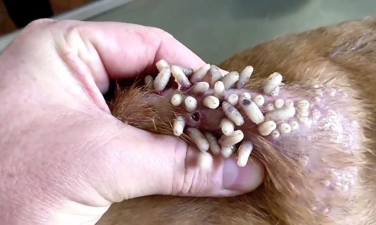 Miasis en perros - Síntomas, extracción de gusanos y tratamiento