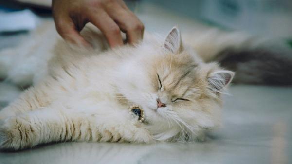 Hallazgo sorprendente: una grasa poco común en los riñones de los gatos domésticos podría explicar la enfermedad renal - Un detalle ignorado durante años podría explicar la enfermedad renal en gatos