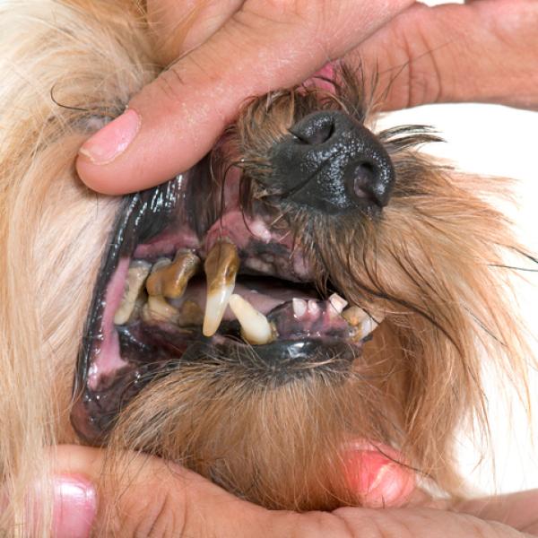 el ultrasonido es malo para los perros