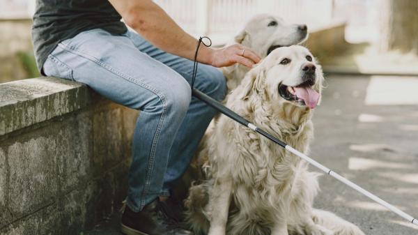 España reconoce el papel de los animales de compañía en la nueva estrategia estatal contra la soledad y el aislamiento - De bienes a seres sintientes en la sociedad actual