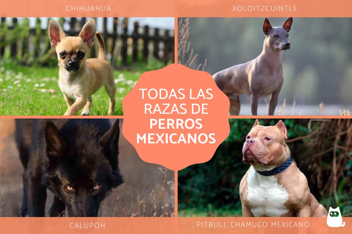 Razas de perros mexicanos