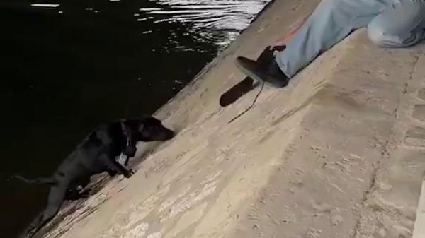 Un perro cae al río Sena y más de diez personas se unen para salvarlo en un rescate desesperado - Cuando la solidaridad humana transforma la agonía en una nueva oportunidad