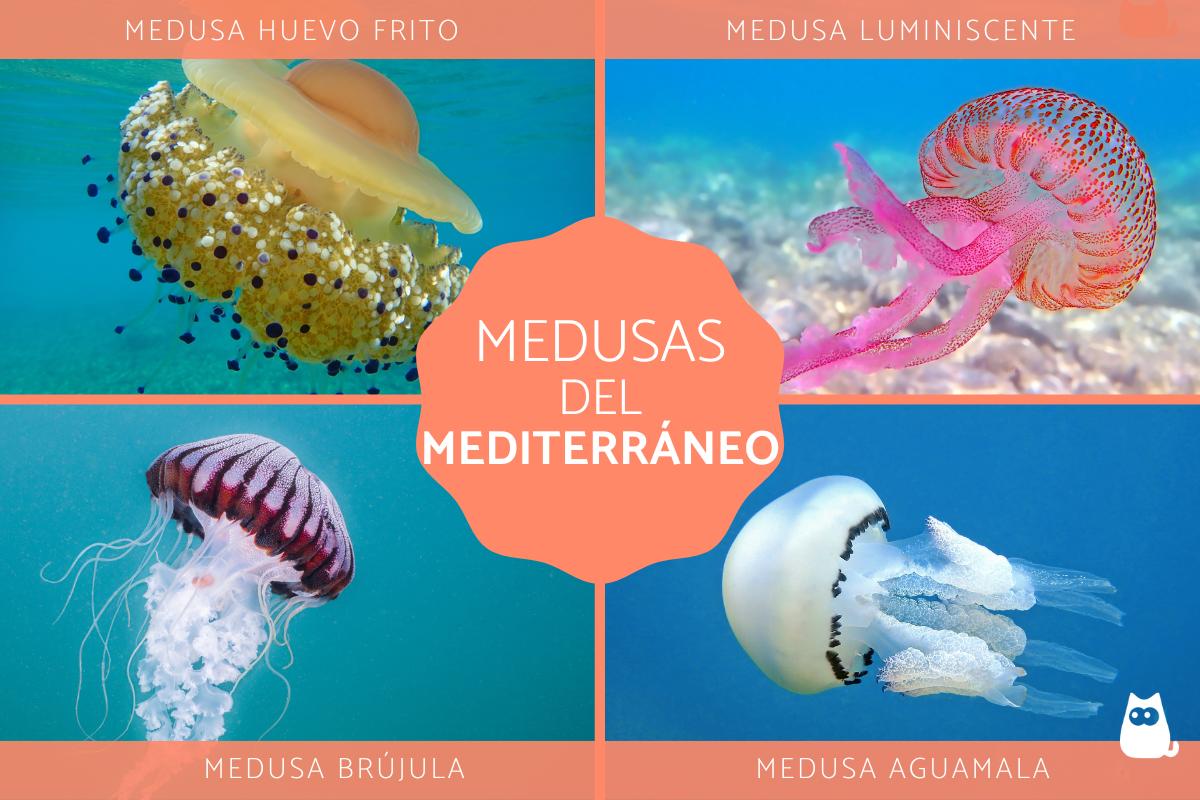 Medusas del Mediterráneo