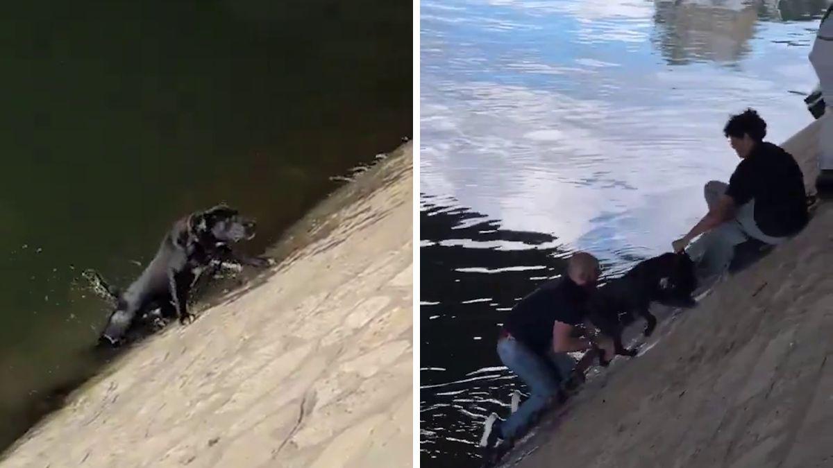 Un perro cae al río Sena y más de diez personas se unen para salvarlo en un rescate desesperado