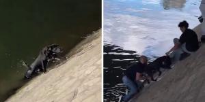 Un perro cae al río Sena y más de diez personas se unen para salvarlo en un rescate desesperado