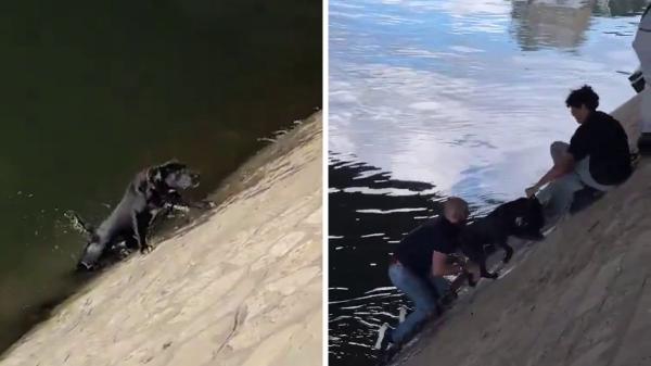 Un perro cae al río Sena y más de diez personas se unen para salvarlo en un rescate desesperado