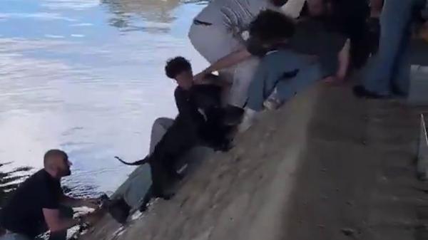 Un perro cae al río Sena y más de diez personas se unen para salvarlo en un rescate desesperado - Una arriesgada maniobra permitió llegar hasta el perro y salvarlo