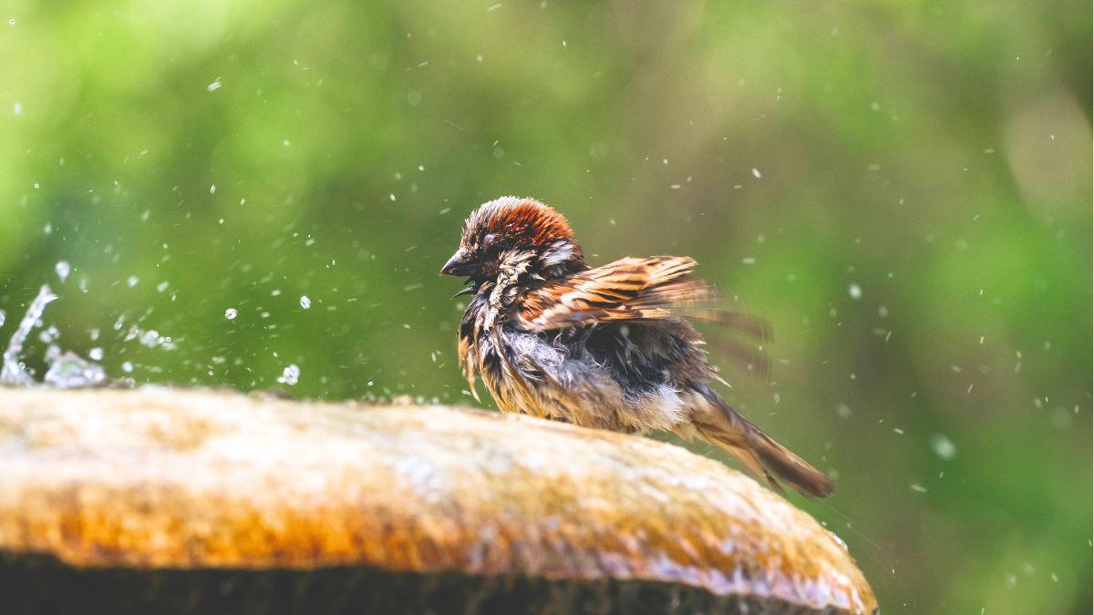 El calor extremo amenaza a las aves urbanas en España: cómo ayudarlas durante las olas de calor