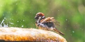 El calor extremo amenaza a las aves urbanas en España: cómo ayudarlas durante las olas de calor