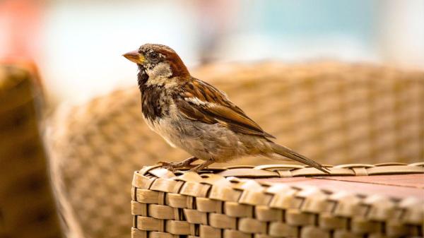 El calor extremo amenaza a las aves urbanas en España: cómo ayudarlas durante las olas de calor - El fenómeno urbano que dispara el estrés térmico de las aves: el efecto isla de calor