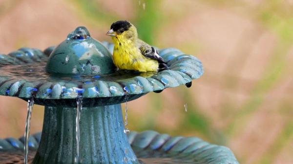 El calor extremo amenaza a las aves urbanas en España: cómo ayudarlas durante las olas de calor - La sencilla acción con la que podemos ayudar a las aves durante una ola de calor