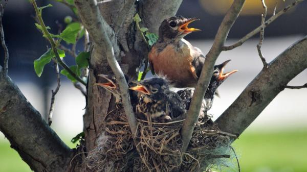 El calor extremo amenaza a las aves urbanas en España: cómo ayudarlas durante las olas de calor - Los polluelos son las primeras víctimas del calor extremo