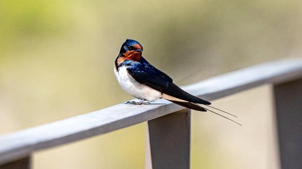 El calor extremo amenaza a las aves urbanas en España: cómo ayudarlas durante las olas de calor - Por qué las aves urbanas sufren tanto durante las olas de calor