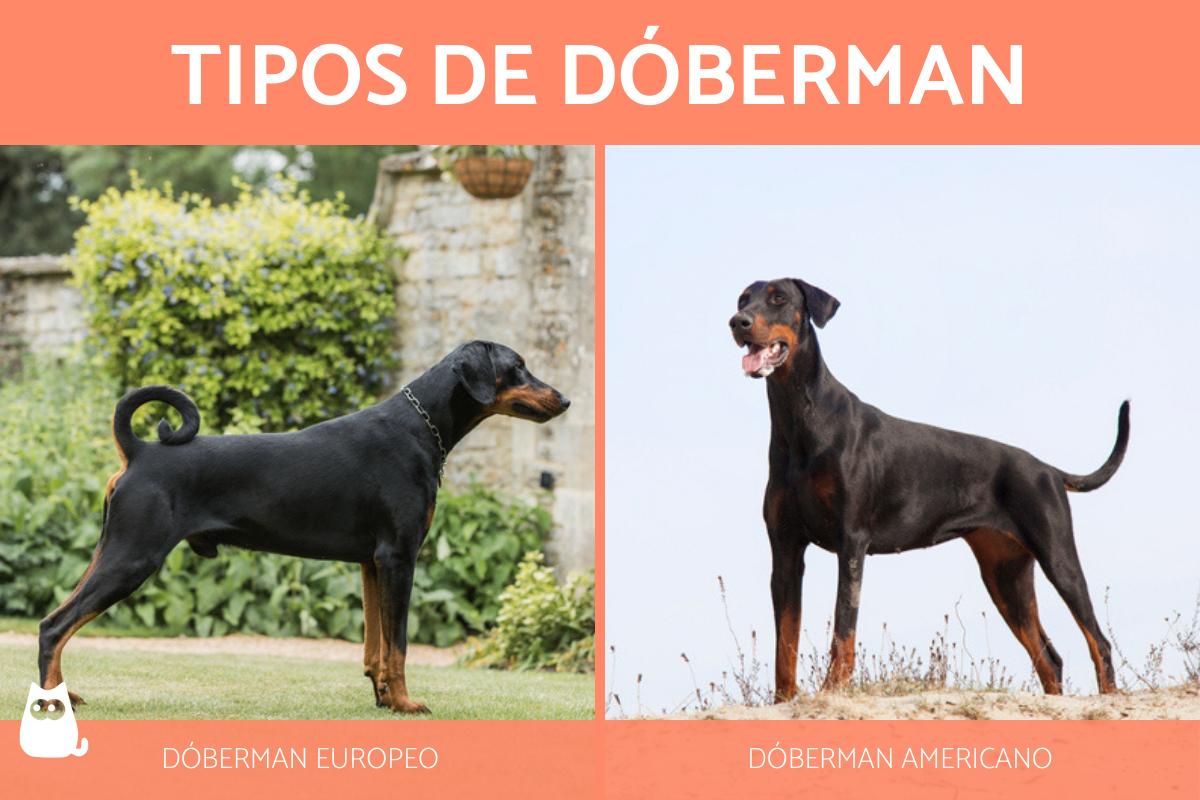 Tipos de dóberman