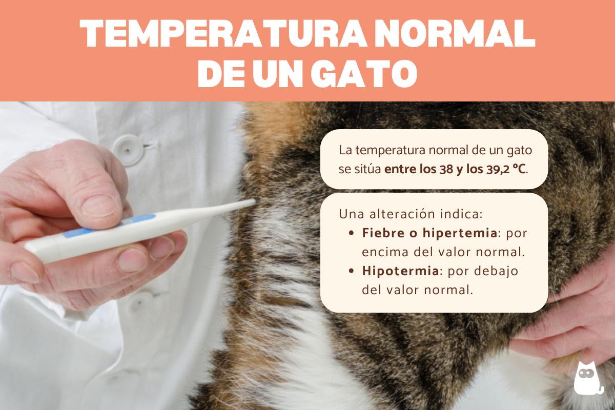 ¿Cuál es la temperatura normal de un gato?