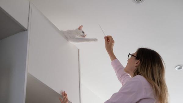 Los veterinarios coinciden: “Los gatos necesitan zonas altas en casa para vigilar su territorio y proteger su bienestar emocional” - El sorprendente efecto que tienen las zonas altas en la salud física y mental de los gatos