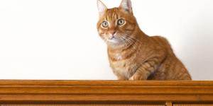 Los veterinarios coinciden: “Los gatos necesitan zonas altas en casa para vigilar su territorio y proteger su bienestar emocional”