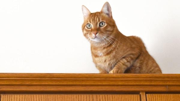 Los veterinarios coinciden: “Los gatos necesitan zonas altas en casa para vigilar su territorio y proteger su bienestar emocional”