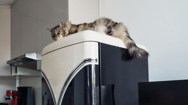 Los veterinarios coinciden: “Los gatos necesitan zonas altas en casa para vigilar su territorio y proteger su bienestar emocional” - Los veterinarios explican por qué los gatos prefieren dormir y vigilar desde lugares altos