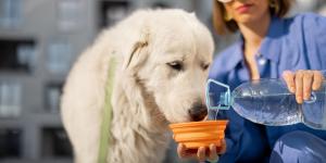 Los veterinarios insisten: “Los perros sufren mucho con el calor, pero estos ocho cambios sencillos ayudan a mantenerlos frescos”