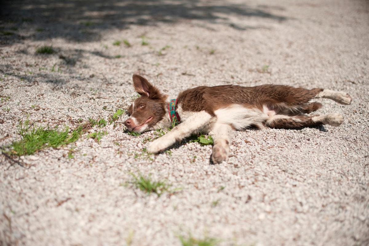 ¿Por qué mi perro murió con los ojos abiertos?
