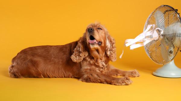 Los veterinarios insisten: “Los perros sufren mucho con el calor, pero estos ocho cambios sencillos ayudan a mantenerlos frescos” - Preparar una zona de descanso para refugiarse del calor
