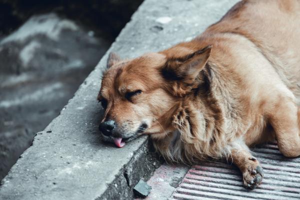 ¿Por qué mi perro murió con los ojos abiertos? - ¿Qué significa cuando un perro muere con los ojos abiertos?