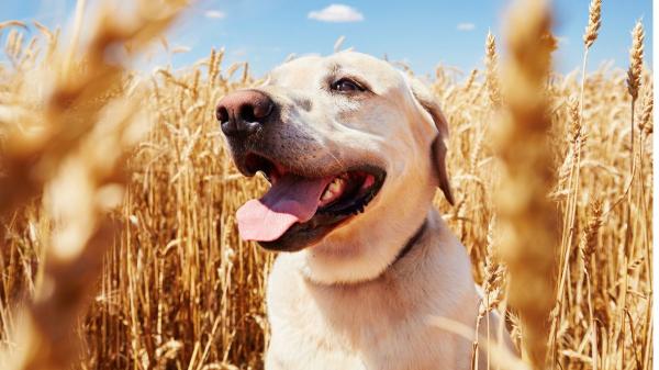 Un estudio desmonta el mito de que los cereales son malos para los perros: el centeno y el triticale podrían cambiar la alimentación canina - El estudio sobre el centeno y el triticale como alternativas al trigo en la alimentación canina