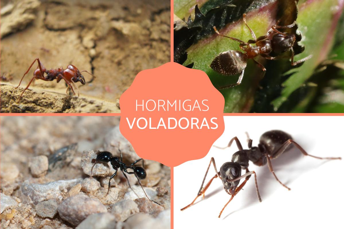 Hormigas voladoras - Tipos y características