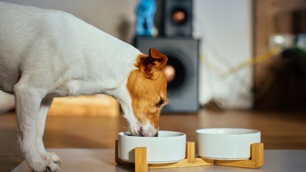 Un estudio desmonta el mito de que los cereales son malos para los perros: el centeno y el triticale podrían cambiar la alimentación canina - La forma en la que actúan los cereales en los perros