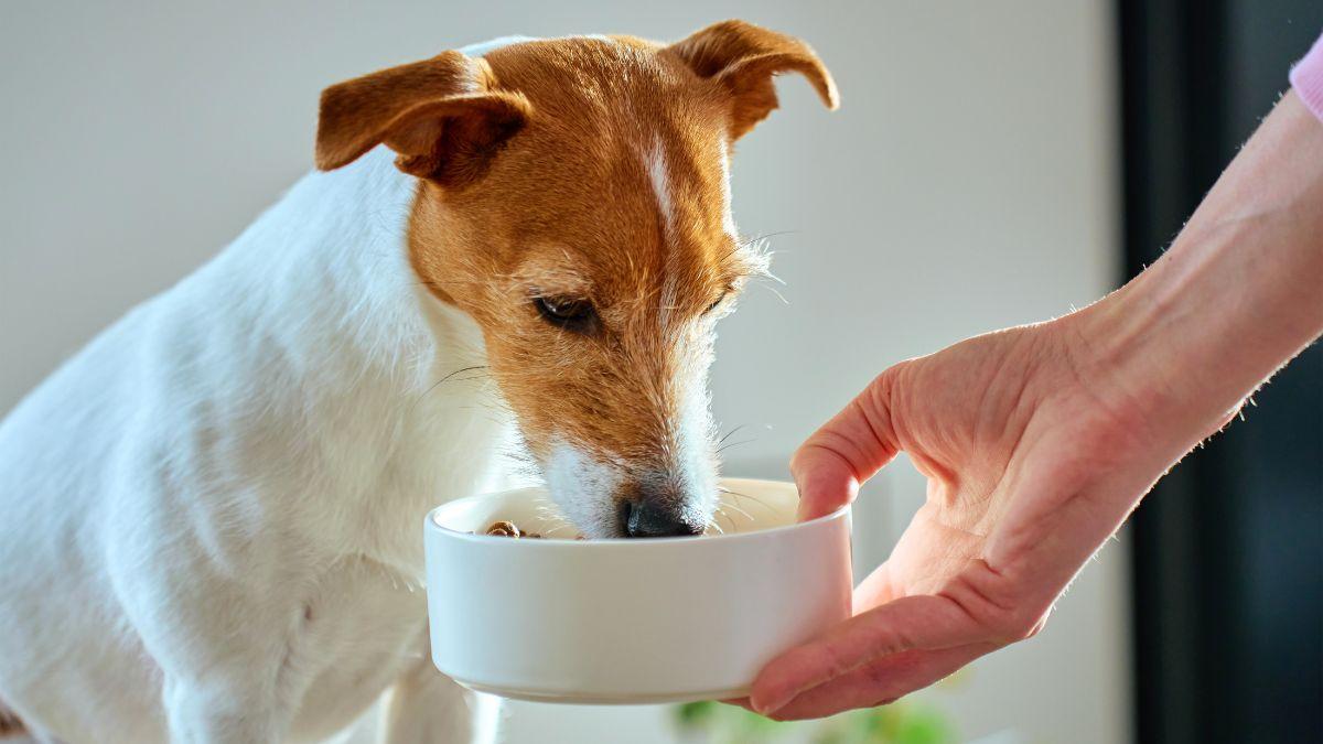 Un estudio desmonta el mito de que los cereales son malos para los perros: el centeno y el triticale podrían cambiar la alimentación canina