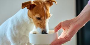 Un estudio desmonta el mito de que los cereales son malos para los perros: el centeno y el triticale podrían cambiar la alimentación canina