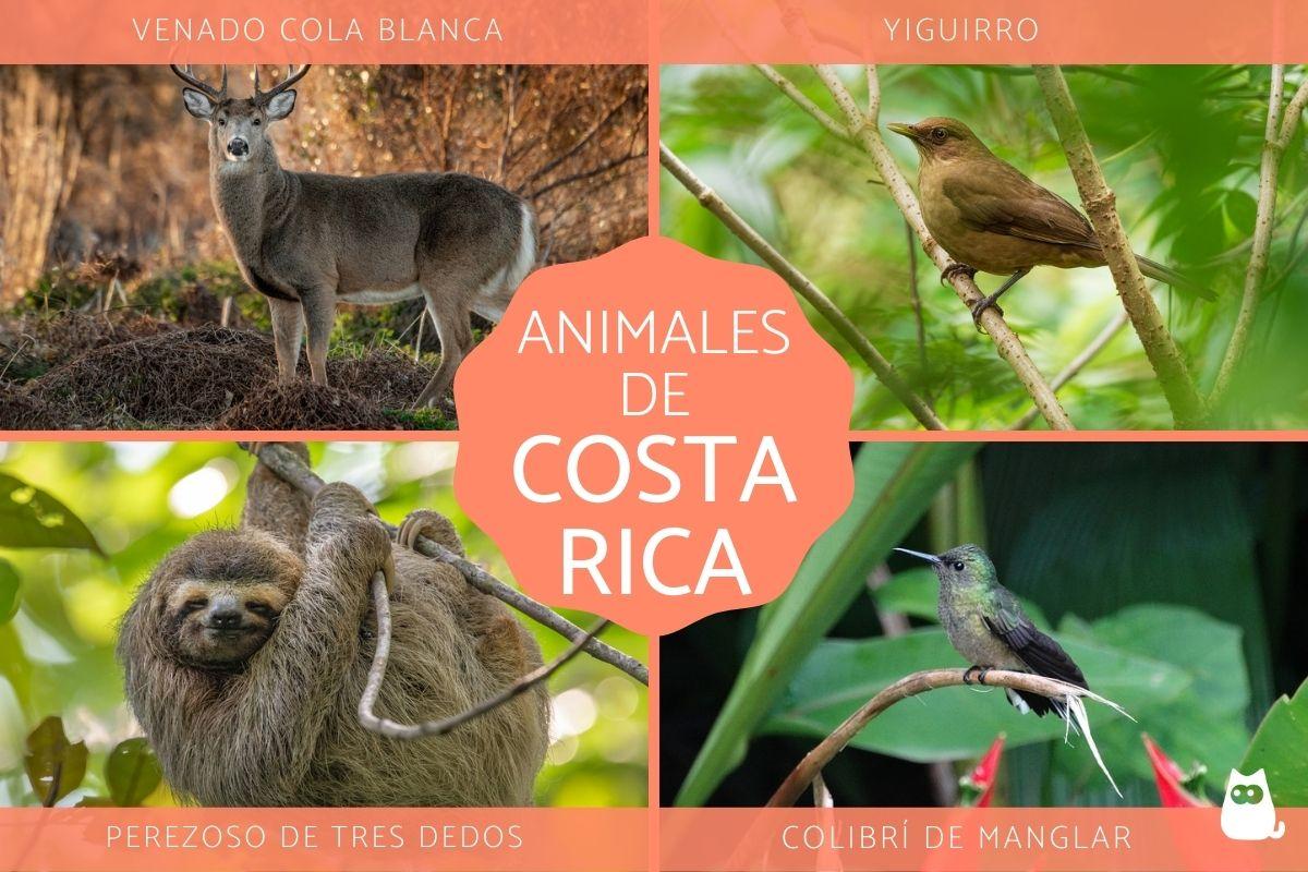 Animales de Costa Rica