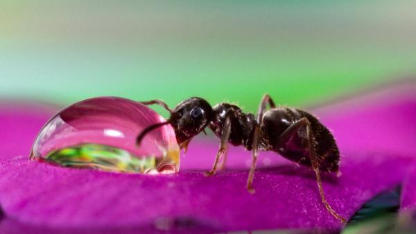 Tener hormigas en casa no significa que esté sucia: la biología explica qué las atrae y cómo evitar que entren - No siempre quieren comida: las hormigas también buscan agua