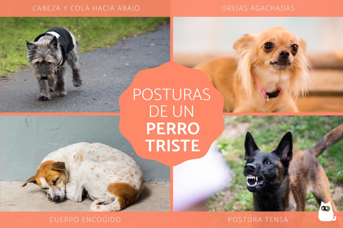 Posturas de un perro triste