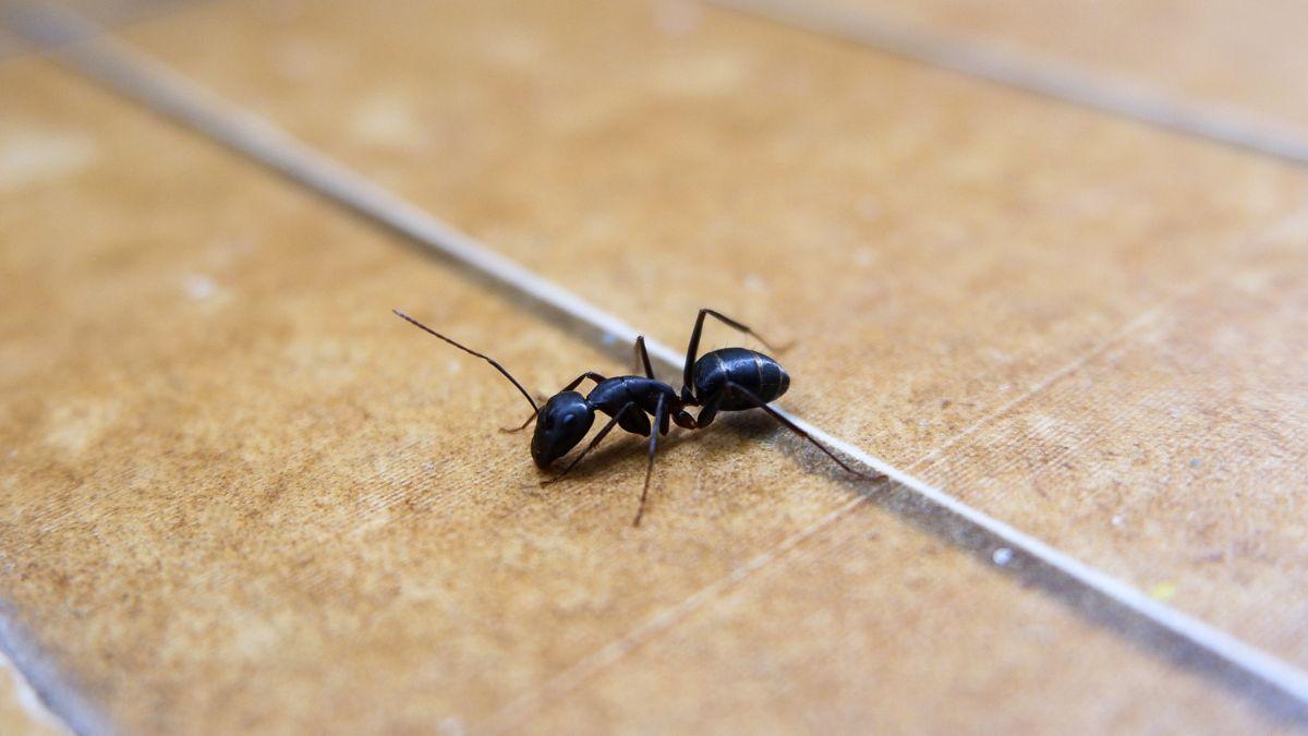 Tener hormigas en casa no significa que esté sucia: la biología explica qué las atrae y cómo evitar que entren