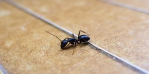 Tener hormigas en casa no significa que esté sucia: la biología explica qué las atrae y cómo evitar que entren