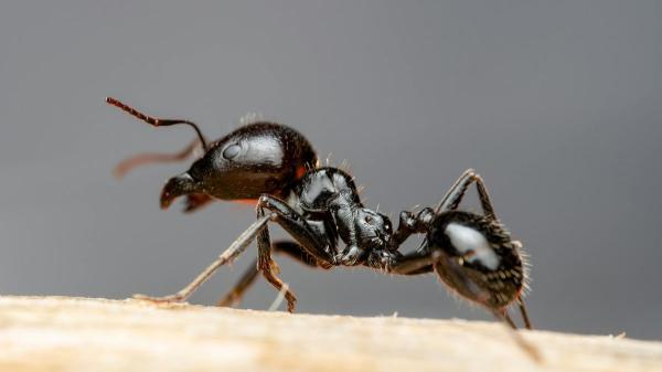 Tener hormigas en casa no significa que esté sucia: la biología explica qué las atrae y cómo evitar que entren - Una sola hormiga puede descubrir comida y avisar al resto de la colonia