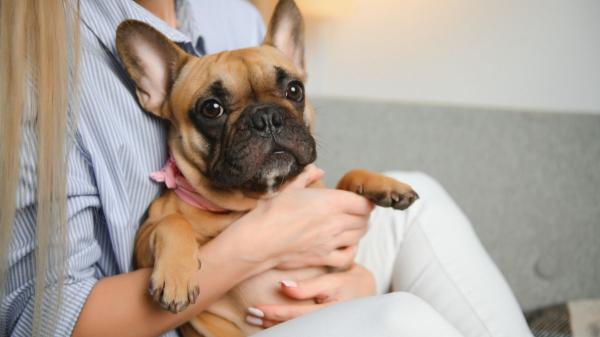 Abandonan a Luna por no tener tiempo ni para pasearla y ahora busca cariño: “La tenían encerrada en una habitación” - Adoptar con responsabilidad: lo que el caso de Luna deja claro
